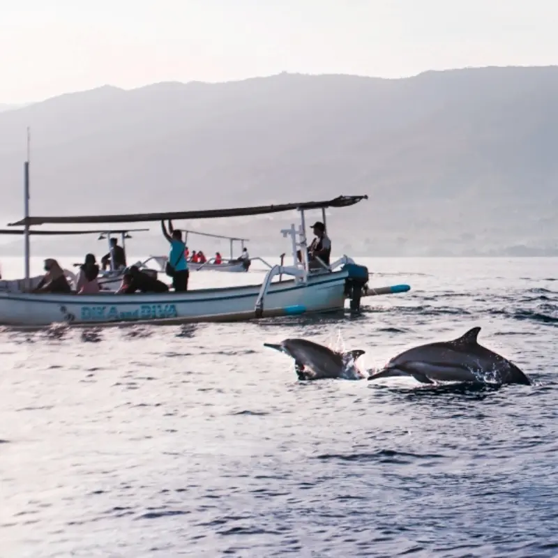 Dolphin trip Goa